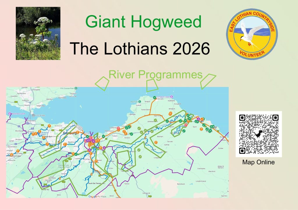 2026 Giant Hogweed river programmes in the Lothians