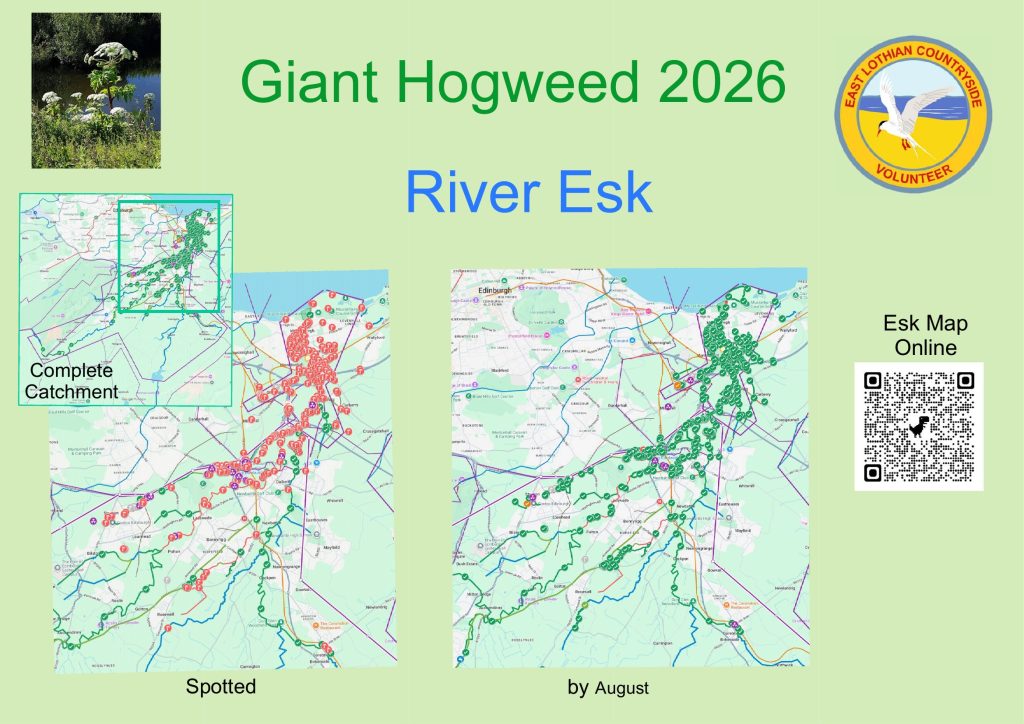 2026 Giant Hogweed progress on the Esk