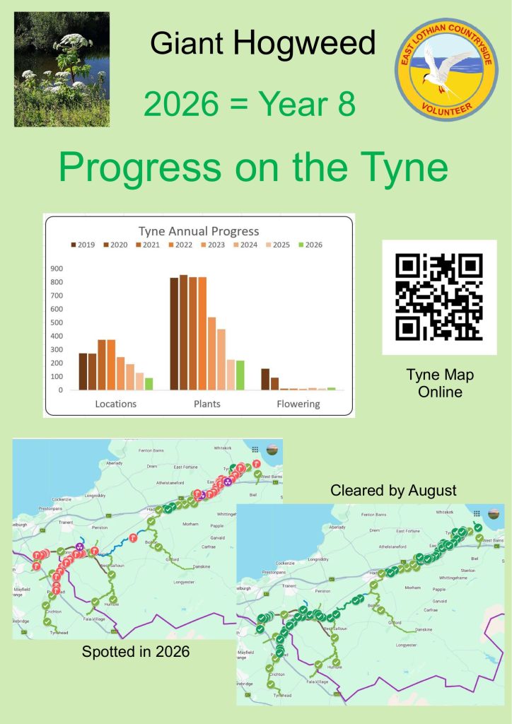 2026 Giant Hogweed progress on the Tyne