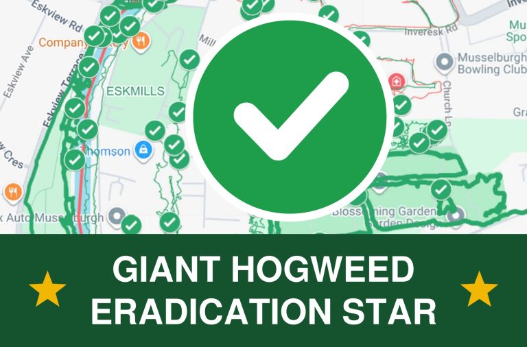 Giant Hogweed Eradication Star badge